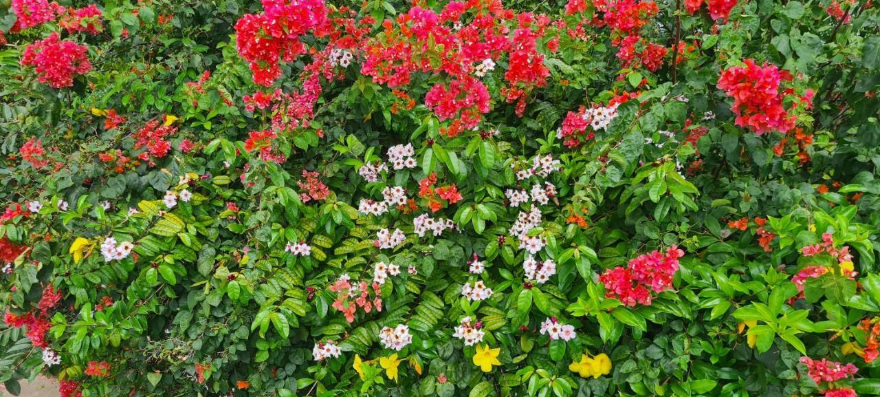 Harmony Self-Catering Apartments Beau Vallon  Buitenkant foto