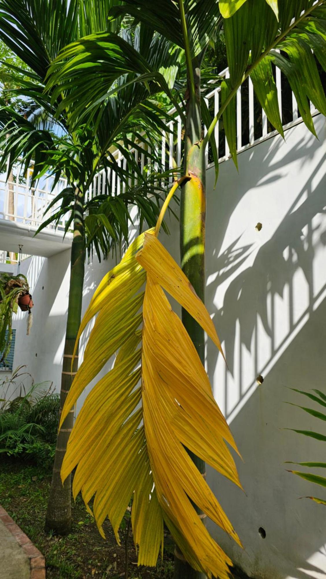 Harmony Self-Catering Apartments Beau Vallon  Buitenkant foto